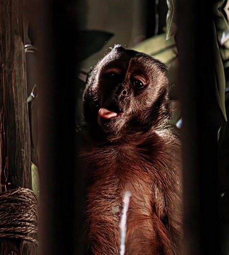 Peeing Monkey 😄 -"Monkey Edit |LUZ ROJA - (Slowed)#shortsfeed