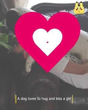 Dog kissing with Girl, Cane corso | dog kissing woman mouth