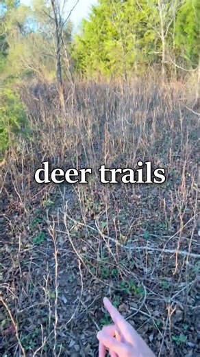 Paleo Foraging on Instagram: "Deer trails Modern highways and roads were all probably animal trails at some point. Large animals such as deer and bison found the best routes, humans followed, widening the trail, then carts, carriages, cars, and pavements. The Montopolis bridge in Austin is one example, being the historical crossing point of the Colorado by Natives, then used by the Spanish on the Camino Real, and now it's a six-lane highway."