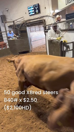 Comanche Livestock Auction on Reels
