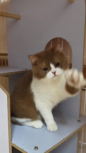 Coco Candy and BSH O2 Cinnamon Bicolor Male Cat | Cat Choco Bery