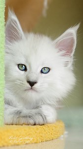 44K views · 4K reactions | Little angel boy. | Felis Gallery by Robert Sijka | Facebook