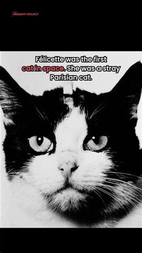 Félicette the first and only cat to go to space. #cat #history #science #space