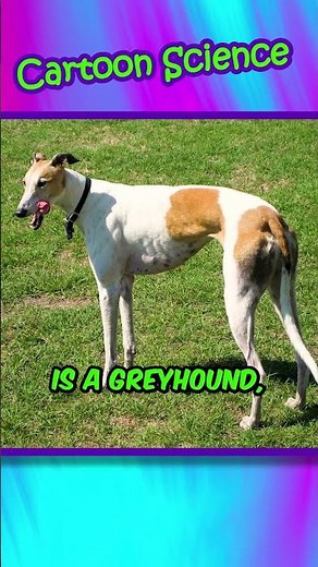 What Breed Is Bart’s Dog?