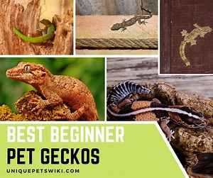 12 Best Beginner Pet Geckos That Are Easy To Care For