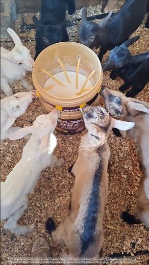 High Efficiency Nursing: How Simple Tubes Revolutionize Livestock Feeding