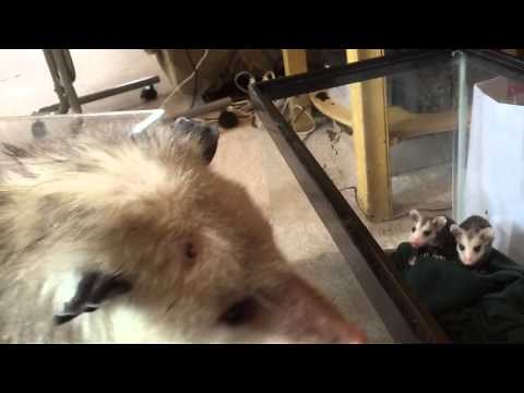 Mother opossum calling to orphaned babies