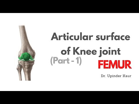 Articular surface of Knee joint (Part - 1) FEMUR