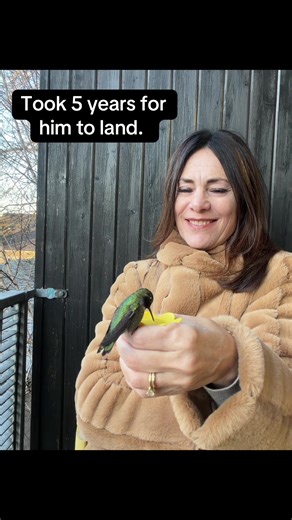 The Long Journey of a Hummingbird