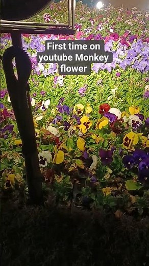 Monkey flower | Rare species for the first time on youtube #flowers #rare #monkey #like #viral #love