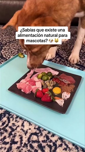 10K views · 304 reactions | La dieta BARF se basa en alimentar a...