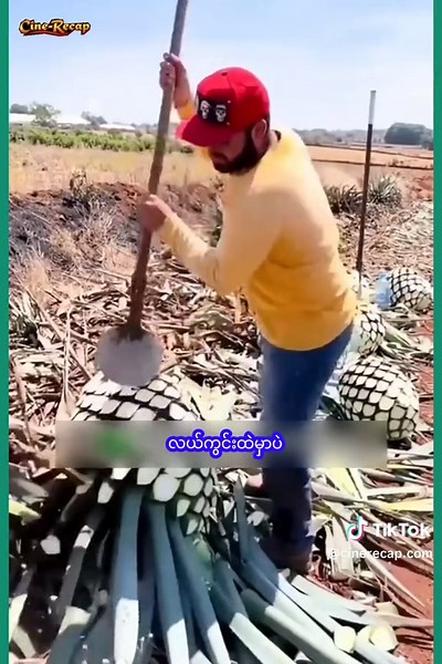 How Tequila is Made from Agave in Mexico