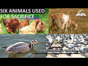 6 ANIMALS Used For Sacrifice In The Bible And Real Life
