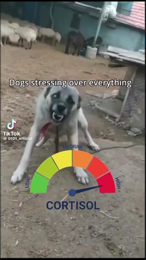 Why Cats Are Better Than Dogs: The Ultimate Pet Showdown