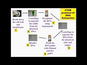 Overview Protocol CTAB DNA Extraction