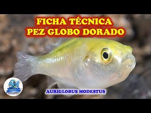 TECHNICAL DATA SHEET GOLDEN PUFFERFISH (AURIGLOBUS MODESTUS)