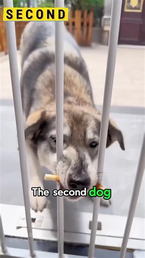 7.8K views · 40 reactions | Dog intelligence test. | Mymyksy 8 | Facebook