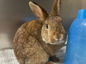 Pet store chain to halt rabbit sales amid protests