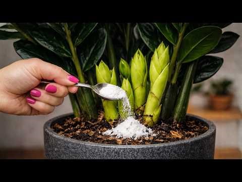 BOMB! Just 1 Spoon REVIVES Any Stunted ZZ Plant (Grow Faster Instantly)