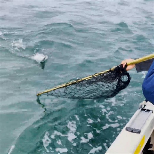 The Moment We Knew a Whale Was Nearby! 😱😱😱 | Hiroyuki Terada - Sushi Master