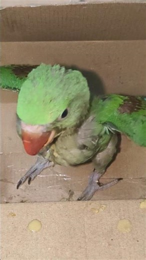morning feeding time #talkingparot #feedingtime #babyparrotfeeding