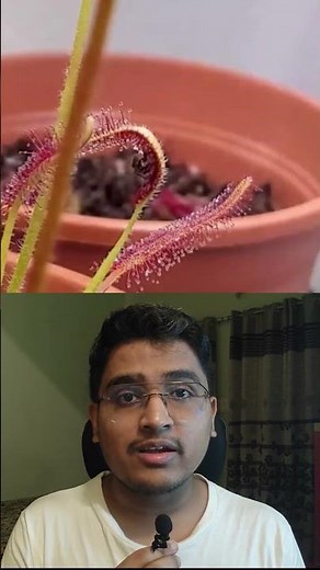 Venus Flytrap special mechanism