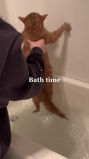 Cat Bath Challenge: A Gentle Guide to Bathing your Feline Friend