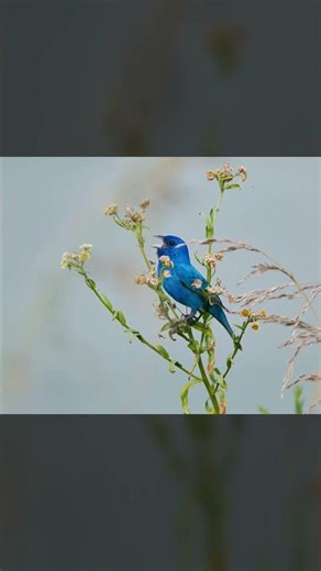🦅 Mountain Bluebird — Amazing Facts | The Wild America | Idaho