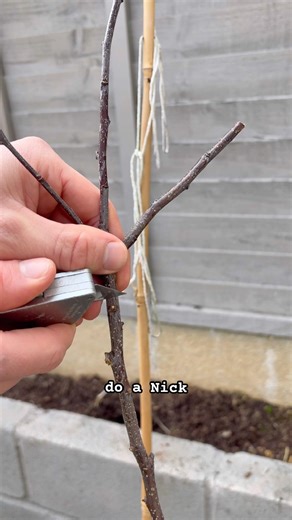 Learning how to notch a young apple tree #garden #gardening #pruning