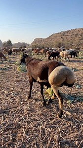 Biggest Sheep Breader of the world 😍 #Biggestsheep #viralreels #breder #fblifestyle #pkanimals | Pk Animals