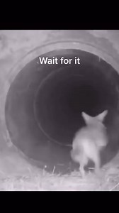 @Disney this is a movie just waiting to happen, where’s my check #coyote#badger#nature#learnontiktok_7053191374128172335 | Casual Geographic