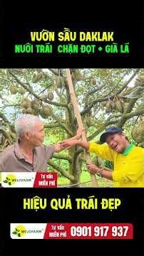 FRUIT DEVELOPMENT AND SHOOT SUPPRESSION - Welofarm’s high-yield Dak Lak durian process