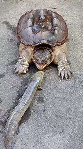 Grabe faster than a bullet 🐟☠️ #turtle #carnivore #fishfeeding #turtles #turtlelove #aquafranz #turtlepower | AquaFranz