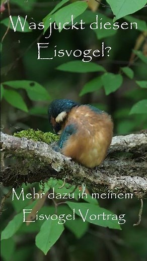 Juckt es den Eisvogel?
