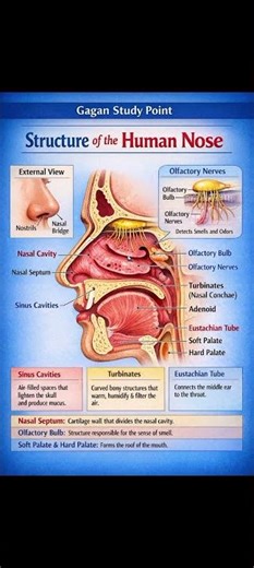 #biology Gagan study point Human Nose – The Organ of Smell and BreathStructure and Functions of the
