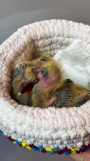 Von 9 Tauben in Not kamen letztendlich 5 zu mir. Wütend macht mich der Fall der Ringeltaube. Sie wurde bei der Feuerwehr gemeldet (nicht Aachen) und man hat zugesagt sie einzusammeln. Ca eine Stunde verbrachten die Finder vor Ort. Bei erneutem Anrufen sagte man dann, dass man sie nun doch nicht holt. Sie war eiskalt bei ankunft und musste die ganze Fahrt über gewärmt werden. Jetzt ist endlich wieder Leben drin. #aachen #ehrenamt #wildvogelhilfe #wildtierrettung #wildtierhilfe #taubenhilfe #tiers