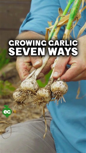 Garlic Growing: Boost Your Harvest