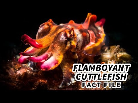Flamboyant Cuttlefish Facts: a FLASHY Display | Animal Fact Files