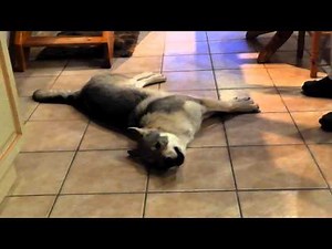 Apprentissage du hurlement d'un chien-loup tchécoslovaque âgé de 5 mois Izaak des Loups d'Akairo