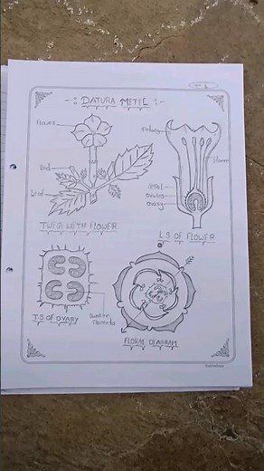 #Inter 2nd year botany#plant taxonomy#3 families diagrams#floral diagrams
