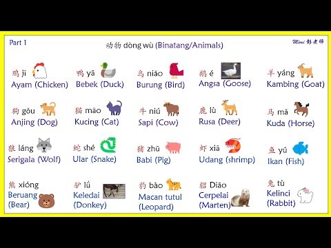 Belajar Nama Hewan dalam Bahasa Mandarin Part 1 动物 🐰🐱 #mandarin #bahasamandarin #hewan #动物