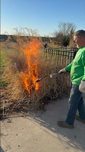 Careful!!! Burning Pampas Grass