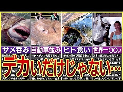 【ゆっくり解説】驚愕のデカさ！世界の巨大魚9選 / 日本にもいる人食いナマズ!? / 冷蔵庫並みの重さの金魚!?