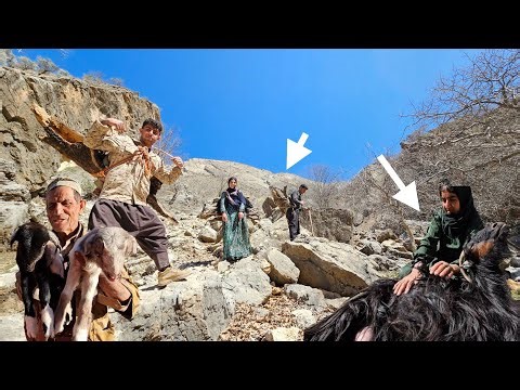 Herding Sheep to the Summit: A Tale of Nomadic Life and Daily Challenges🐐🔥