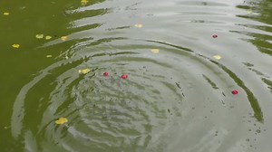 Water, Pond, Apple, Splash
