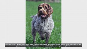 Common Health Issues in Wirehaired Pointing Griffon Dogs