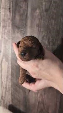 Hayley James Scott 💜 Red Miniature Poodle 🐩 She is Available for Adoption