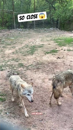 I got closer to a wild wolf pack than I ever expected 🐺 #alpha #wolf #wolves