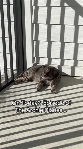 On today’s episode of the Archie diaries: is there any better way to spend the day than to be outside soaking up the sun? ##acatnamedarchie##sun##outside##flordiaweather##lovely