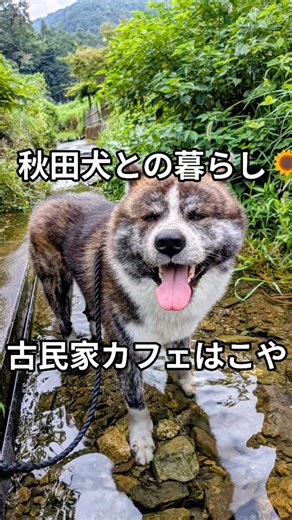 秋田犬のいる暮らし🐾〜「古民家カフェはこや」の大自然のなかで秋田犬お散歩会を開催します〜